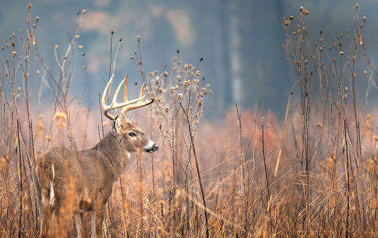 Did You Know?: 10 Facts About Deer Curious Kids Should Know