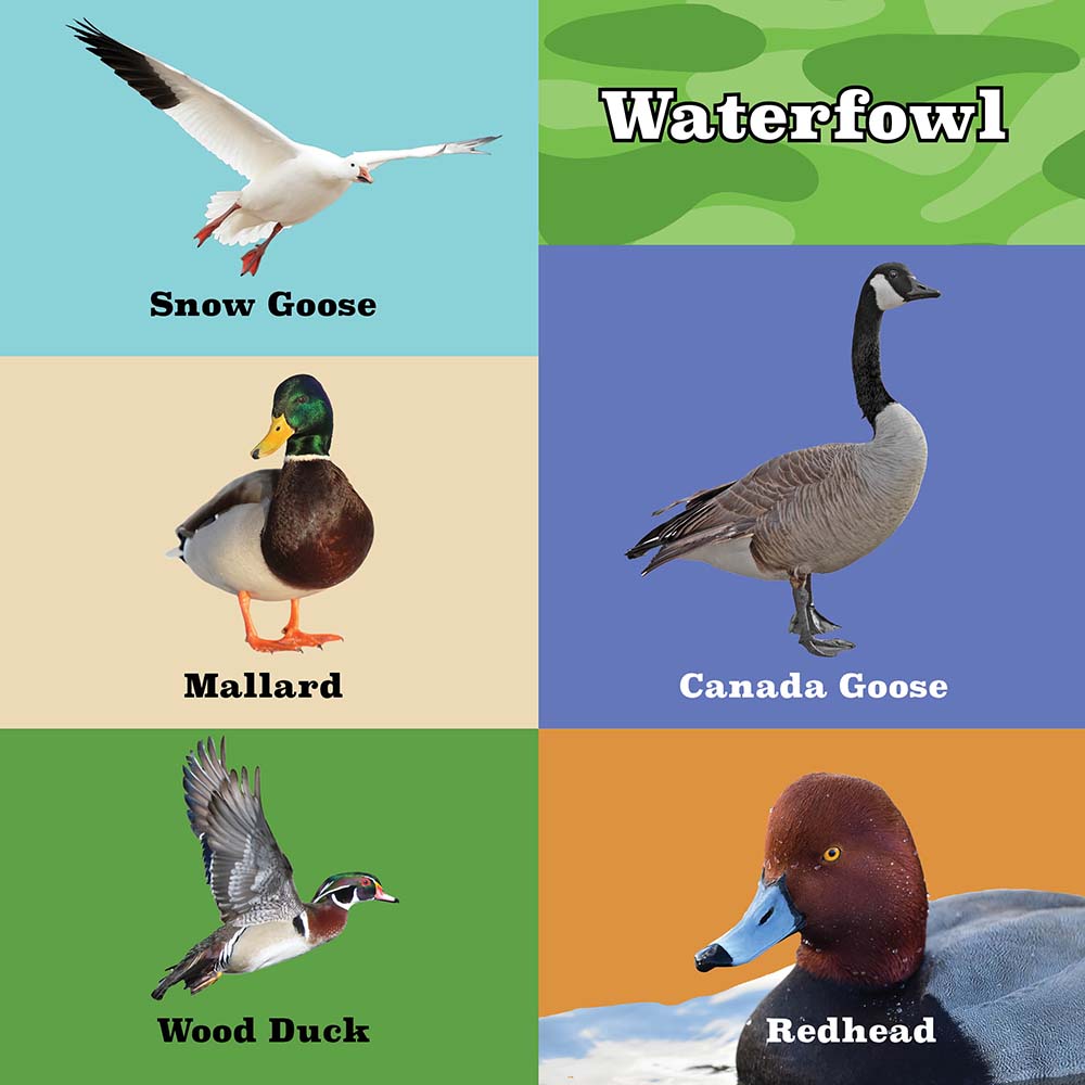 My First Book of Hunting 100 Words Interior 2: Waterfowl